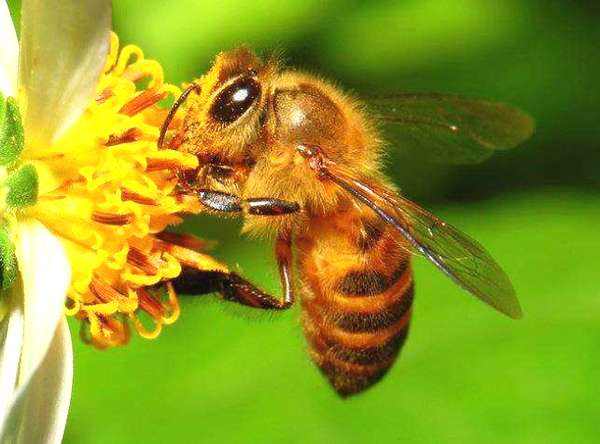 野生蜜蜂怎樣抓回家養？
