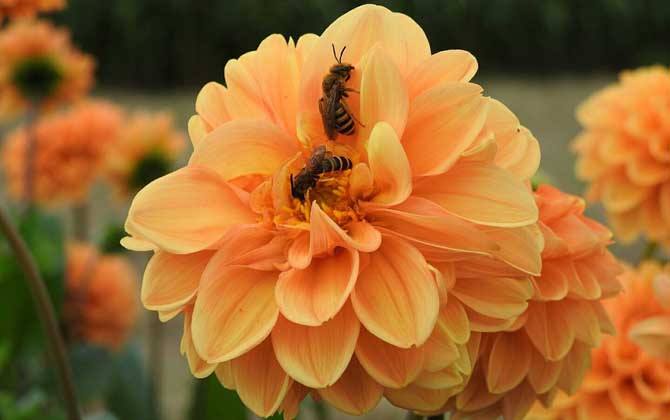 野生蜜蜂怎樣抓回家養？