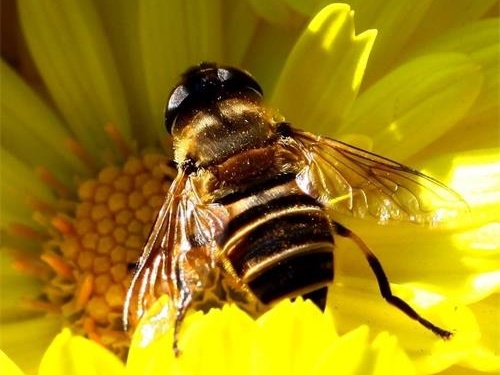 誘著蜜蜂當(dāng)天能合群嗎(蜜蜂白天可以合群嗎) 誘著蜜蜂當(dāng)天能合群嗎(蜜蜂白天可以合群嗎)