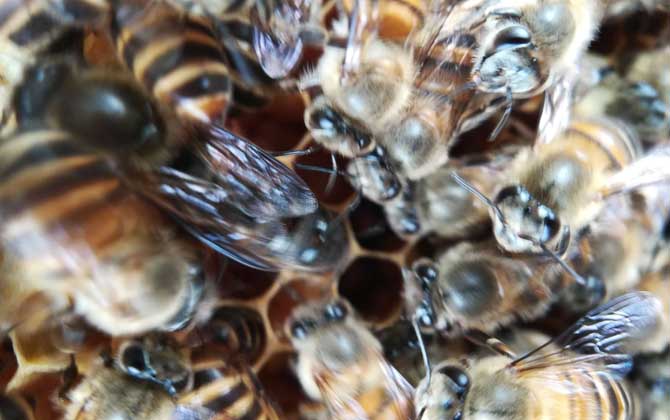 怎么區分阿壩中蜂(阿壩蜂王和中蜂蜂王有什么區別) 怎么區分阿壩中蜂(阿壩蜂王和中蜂蜂王有什么區別)