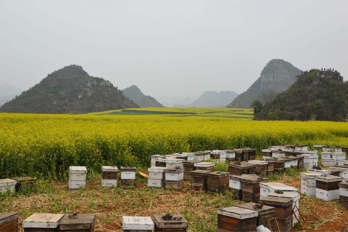 養蜂人一年能賺多少錢？