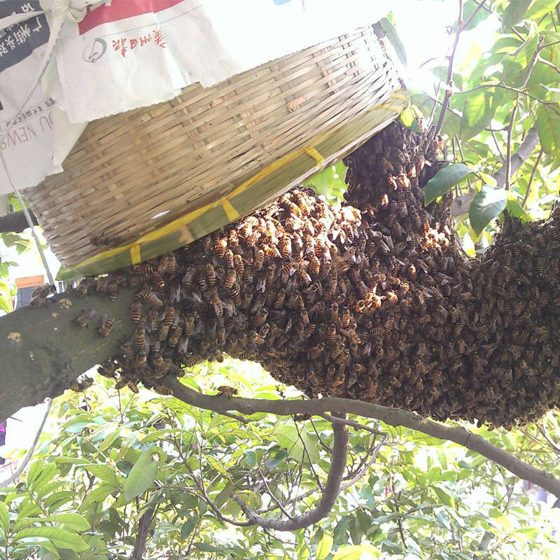 野外誘蜂技巧和方法(怎么樣誘野蜂) 野外誘蜂技巧和方法(怎么樣誘野蜂)