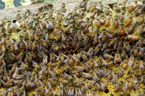 野外誘蜂技巧和方法(怎么樣誘野蜂) 野外誘蜂技巧和方法(怎么樣誘野蜂)