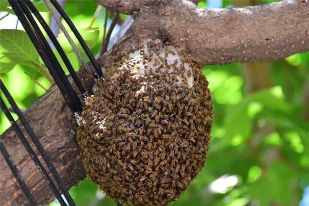 蜜蜂窩是什么做成的?(蜜蜂窩的形成材料) 蜜蜂窩是什么做成的?(蜜蜂窩的形成材料)