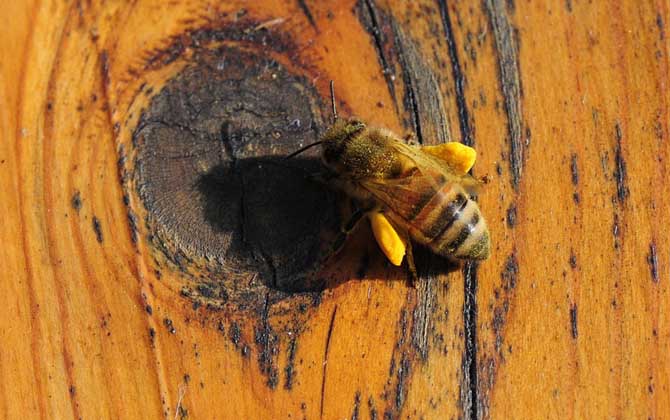 養(yǎng)蜂場(chǎng)多大規(guī)模才能領(lǐng)補(bǔ)償款（2020年養(yǎng)蜂有補(bǔ)貼嗎）