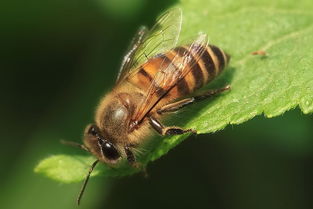 怎么區分是不是松丹一號蜂王（松丹蜜蜂配套系1號與2號有何區別）