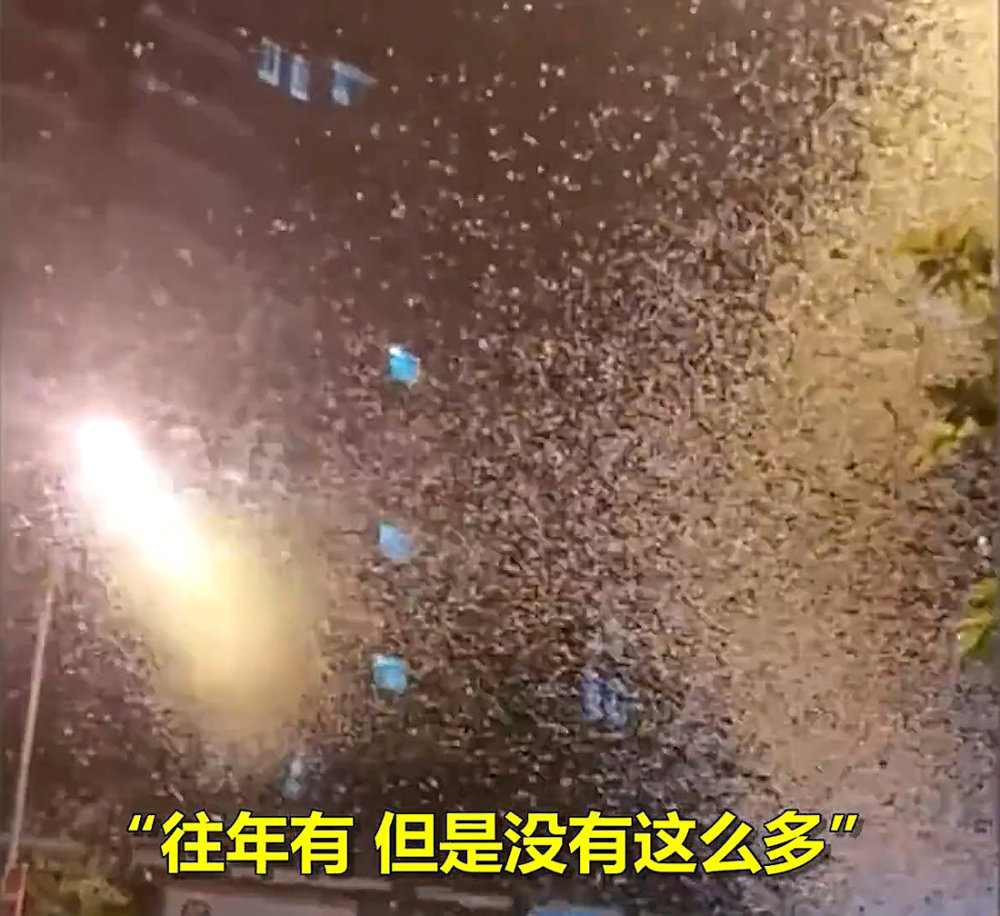 湖南沅江蜉蝣大爆發，內蒙古蚜蟲大爆發，是氣候大變的征兆嗎？