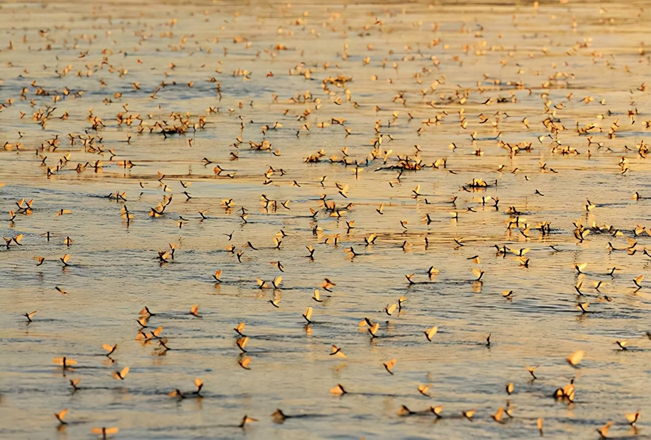 湖南沅江蜉蝣大爆發，內蒙古蚜蟲大爆發，是氣候大變的征兆嗎？