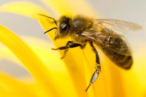蜜蜂喂什么能加快繁殖? 蜜蜂喂什么能加快繁殖?