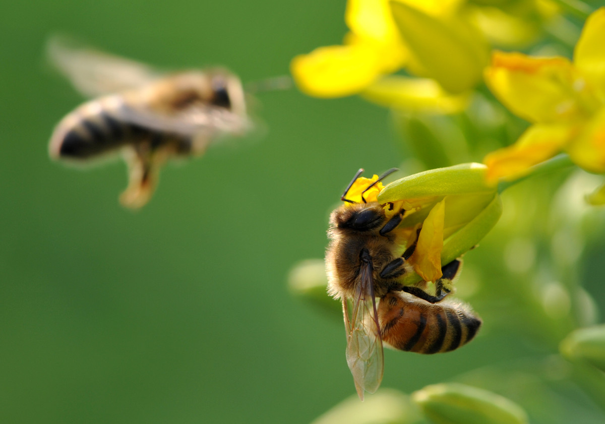 蜜蜂什么時候可以開始養(什么時候養蜜蜂最合適) 蜜蜂什么時候可以開始養