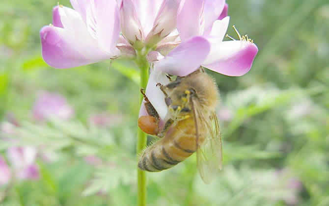 如何讓蜂群快速變強群? 如何讓蜂群快速變強群?