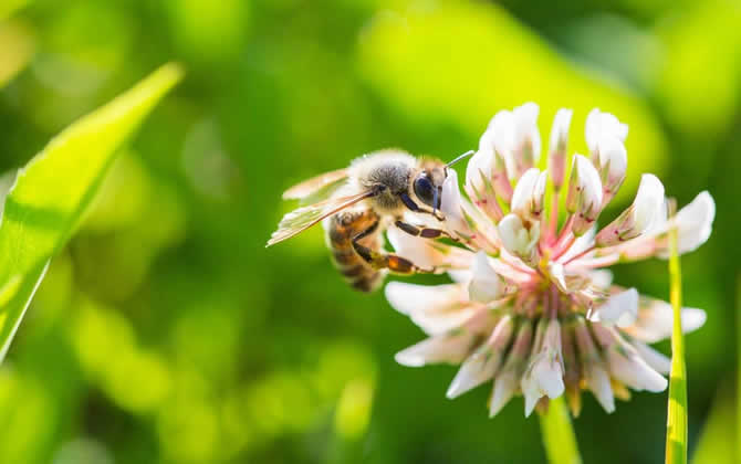 養一箱蜜蜂要多少成本 養一箱蜜蜂要多少成本