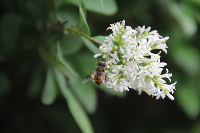 新手怎么才能養好蜜蜂？