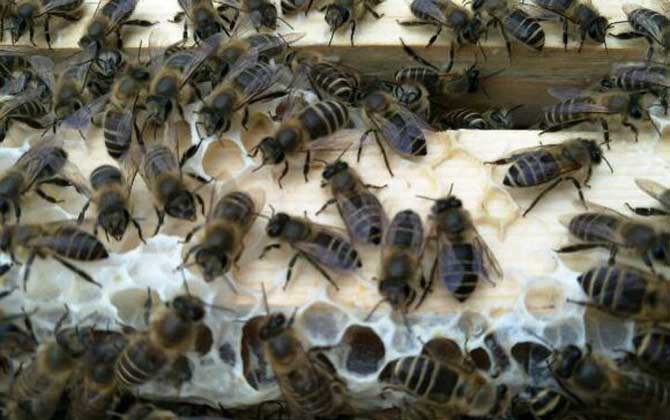 怎樣才能購買到真正的純種阿壩中蜂蜂王(阿壩中蜂原種如何購買) 怎樣才能購買到真正的純種阿壩中蜂蜂王(阿壩中蜂原種如何購買)