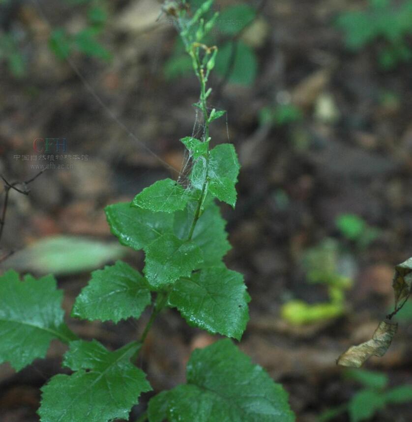 云南發現極危物種 消失100多年!云南發現極危物種異葉苣苔,野生華南虎會出現嗎?