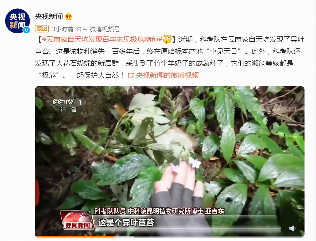 云南發現極危物種 消失100多年!云南發現極危物種異葉苣苔,野生華南虎會出現嗎?