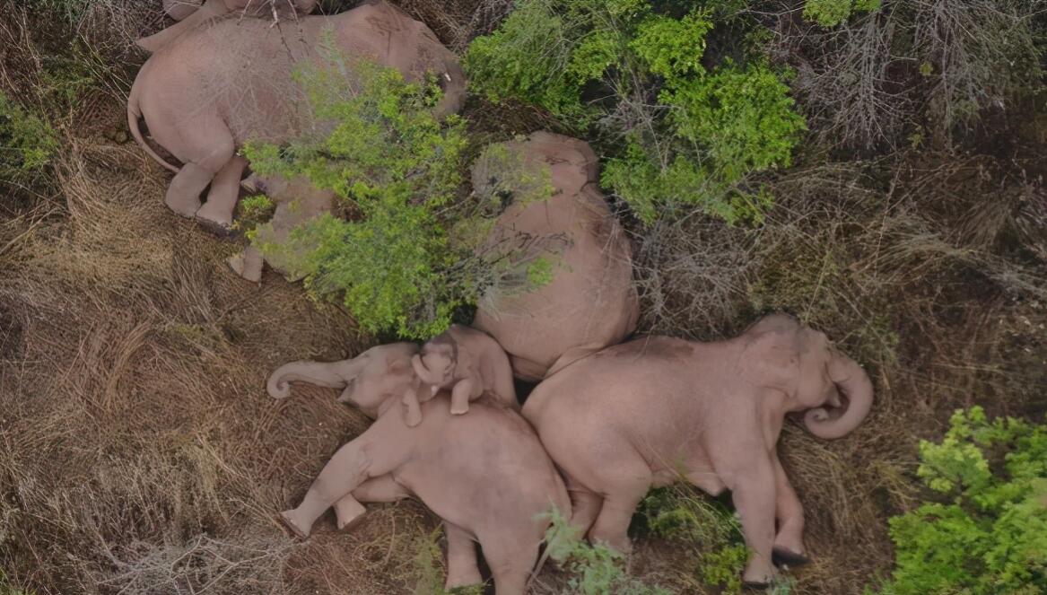 云南發現極危物種 消失100多年!云南發現極危物種異葉苣苔,野生華南虎會出現嗎?