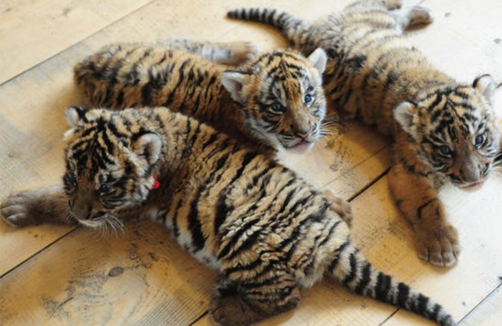 云南發現極危物種 消失100多年!云南發現極危物種異葉苣苔,野生華南虎會出現嗎?