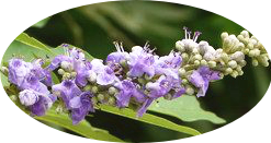 有哪些蜂蜜是最常見的(常見的17種蜂蜜介紹) 有哪些蜂蜜是最常見的(常見的17種蜂蜜介紹)