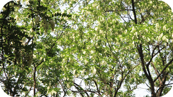 有哪些蜂蜜是最常見的(常見的17種蜂蜜介紹) 有哪些蜂蜜是最常見的(常見的17種蜂蜜介紹)
