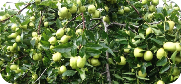 有哪些蜂蜜是最常見的(常見的17種蜂蜜介紹) 有哪些蜂蜜是最常見的(常見的17種蜂蜜介紹)