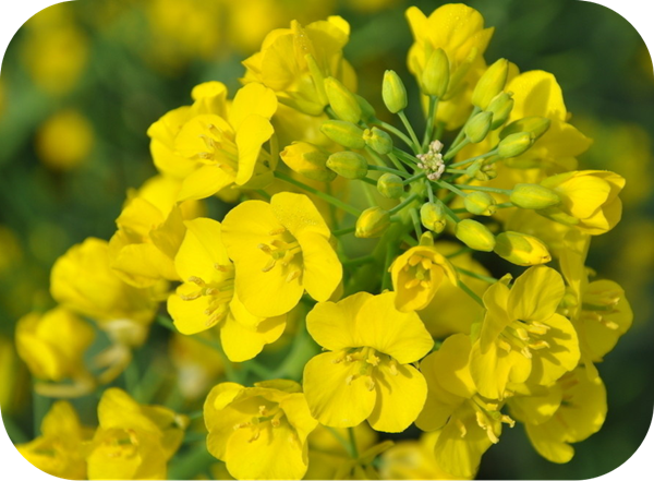 有哪些蜂蜜是最常見的(常見的17種蜂蜜介紹) 有哪些蜂蜜是最常見的(常見的17種蜂蜜介紹)