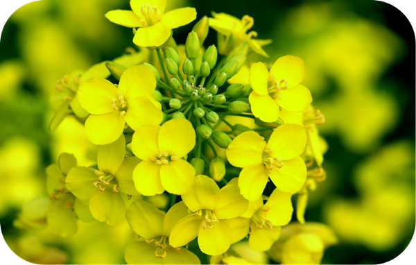 有哪些蜂蜜是最常見的(常見的17種蜂蜜介紹) 有哪些蜂蜜是最常見的(常見的17種蜂蜜介紹)