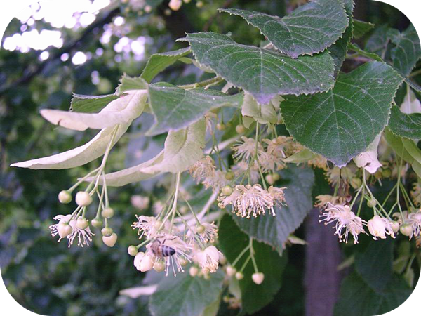 有哪些蜂蜜是最常見的(常見的17種蜂蜜介紹) 有哪些蜂蜜是最常見的(常見的17種蜂蜜介紹)