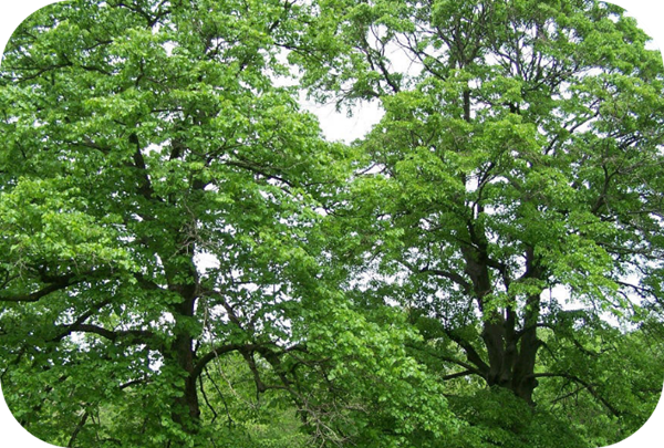 有哪些蜂蜜是最常見的(常見的17種蜂蜜介紹) 有哪些蜂蜜是最常見的(常見的17種蜂蜜介紹)