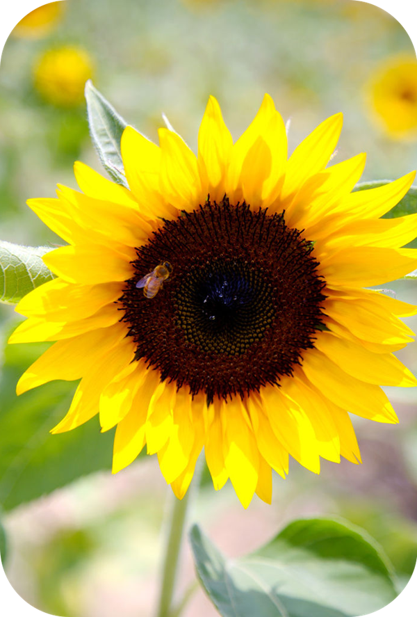 有哪些蜂蜜是最常見的(常見的17種蜂蜜介紹) 有哪些蜂蜜是最常見的(常見的17種蜂蜜介紹)