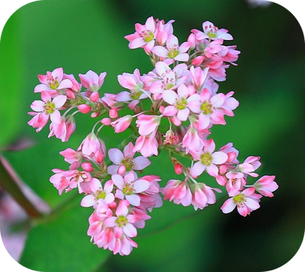 有哪些蜂蜜是最常見的(常見的17種蜂蜜介紹) 有哪些蜂蜜是最常見的(常見的17種蜂蜜介紹)