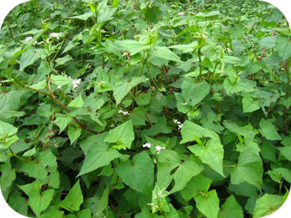 有哪些蜂蜜是最常見的(常見的17種蜂蜜介紹) 有哪些蜂蜜是最常見的(常見的17種蜂蜜介紹)