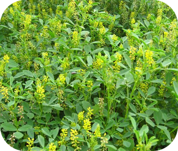 有哪些蜂蜜是最常見的(常見的17種蜂蜜介紹) 有哪些蜂蜜是最常見的(常見的17種蜂蜜介紹)