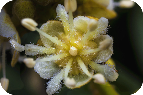 有哪些蜂蜜是最常見的(常見的17種蜂蜜介紹) 有哪些蜂蜜是最常見的(常見的17種蜂蜜介紹)