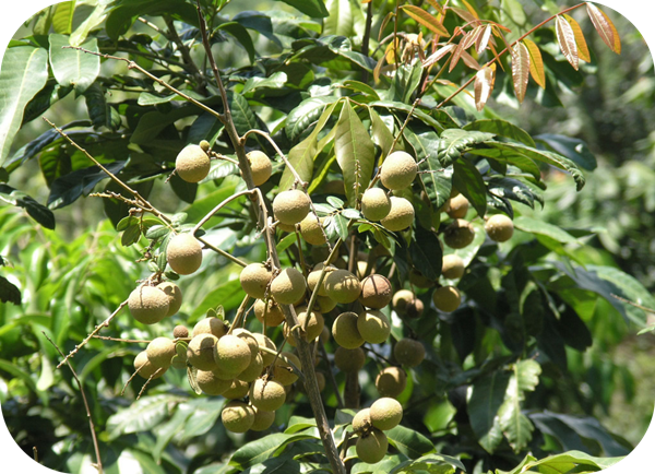 有哪些蜂蜜是最常見的(常見的17種蜂蜜介紹) 有哪些蜂蜜是最常見的(常見的17種蜂蜜介紹)