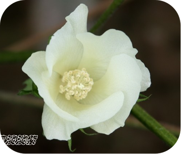 有哪些蜂蜜是最常見的(常見的17種蜂蜜介紹) 有哪些蜂蜜是最常見的(常見的17種蜂蜜介紹)