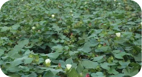 有哪些蜂蜜是最常見的(常見的17種蜂蜜介紹) 有哪些蜂蜜是最常見的(常見的17種蜂蜜介紹)