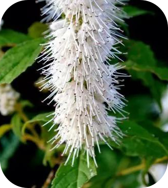 有哪些蜂蜜是最常見的(常見的17種蜂蜜介紹) 有哪些蜂蜜是最常見的(常見的17種蜂蜜介紹)