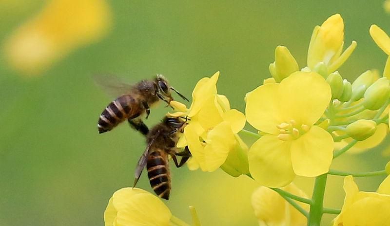 在農村養殖蜜蜂賺錢嗎？