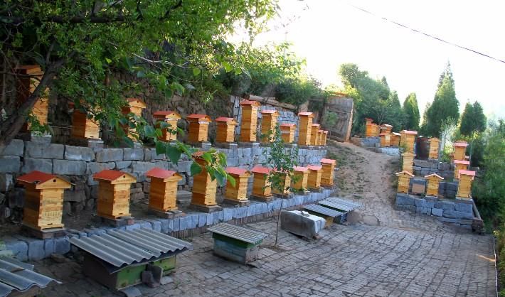 在農村養殖蜜蜂賺錢嗎？