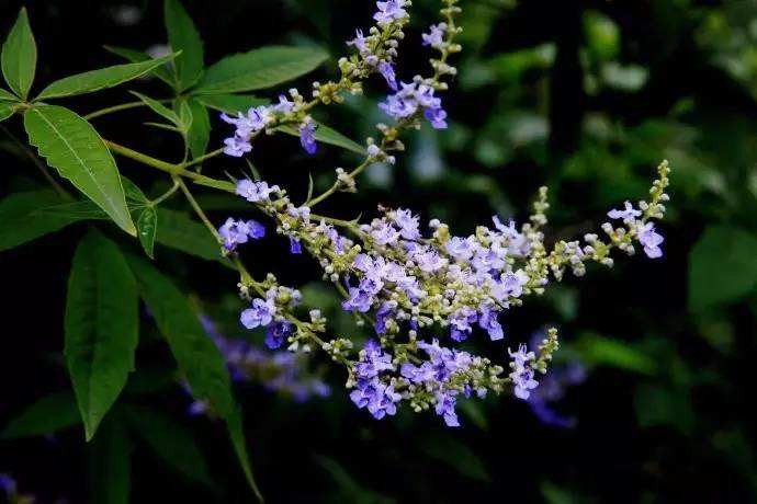 在農村養殖蜜蜂賺錢嗎？