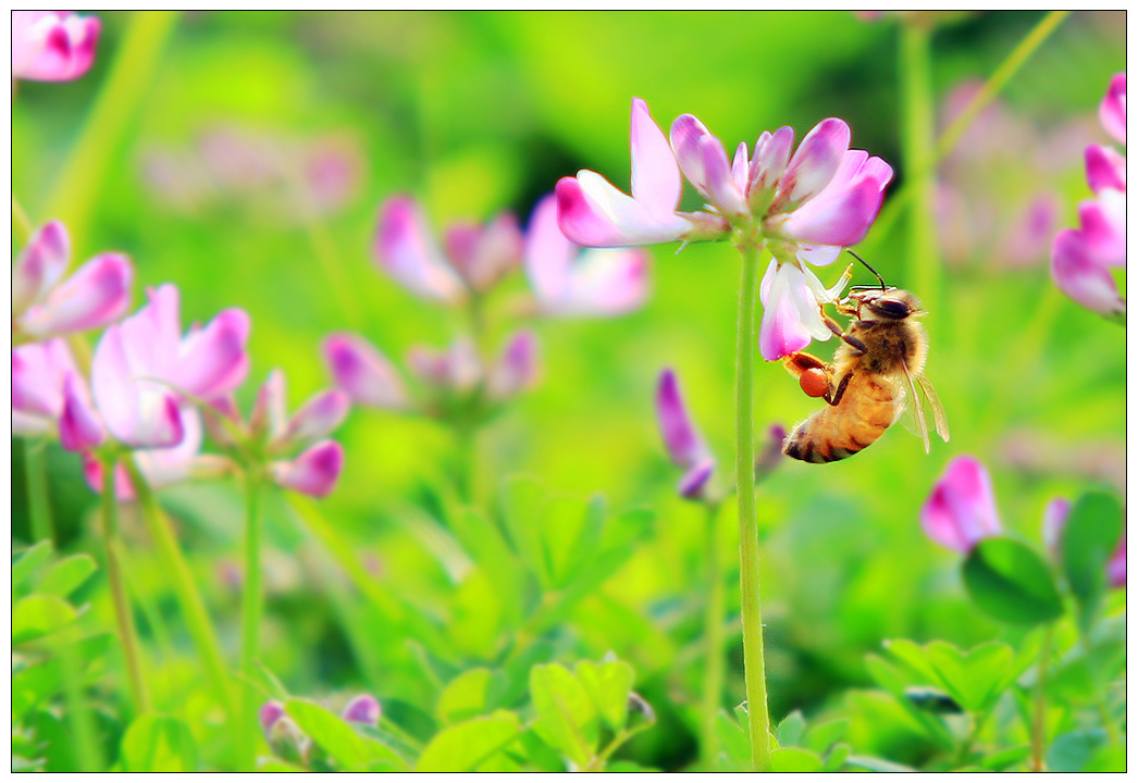 什么時候開始學養(yǎng)蜂最好(什么時候養(yǎng)蜂最合適) 什么時候開始學養(yǎng)蜂最好(什么時候養(yǎng)蜂最合適)