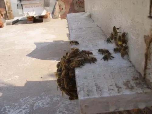 自己家樓上適合養蜂嗎 自己家樓上適合養蜂嗎