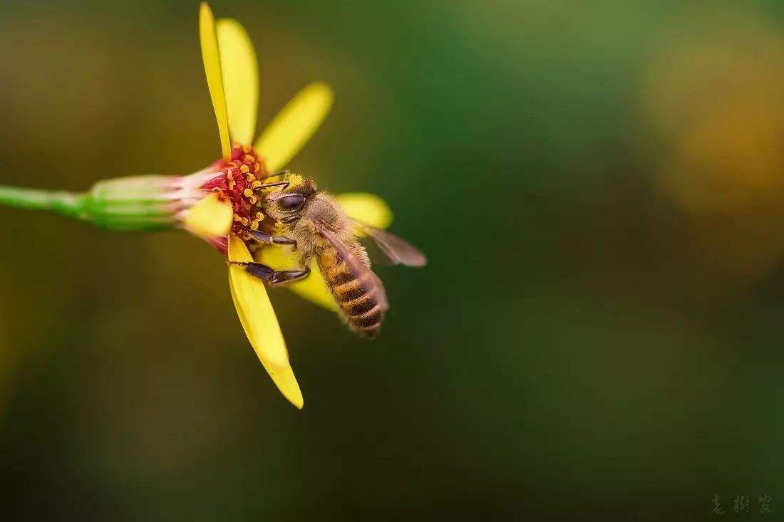 蜜蜂養殖需要掌握哪些知識？