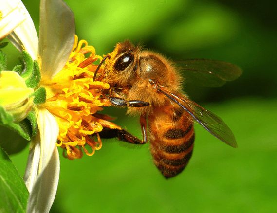 蜜蜂養殖需要掌握哪些知識？