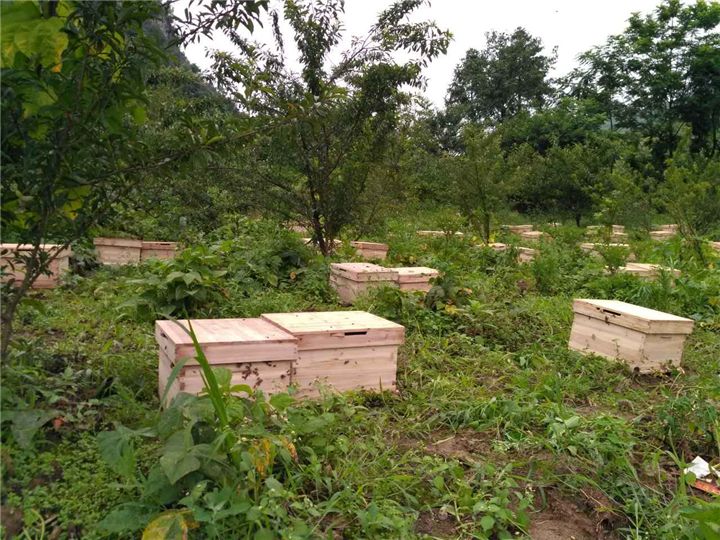 蜜蜂養殖需要掌握哪些知識？