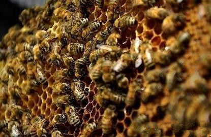 蜂數(shù)應(yīng)該怎樣計算（論斤、論脾還是論群）