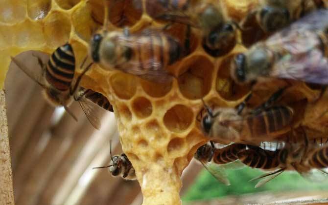 新手養(yǎng)蜂如何換王？