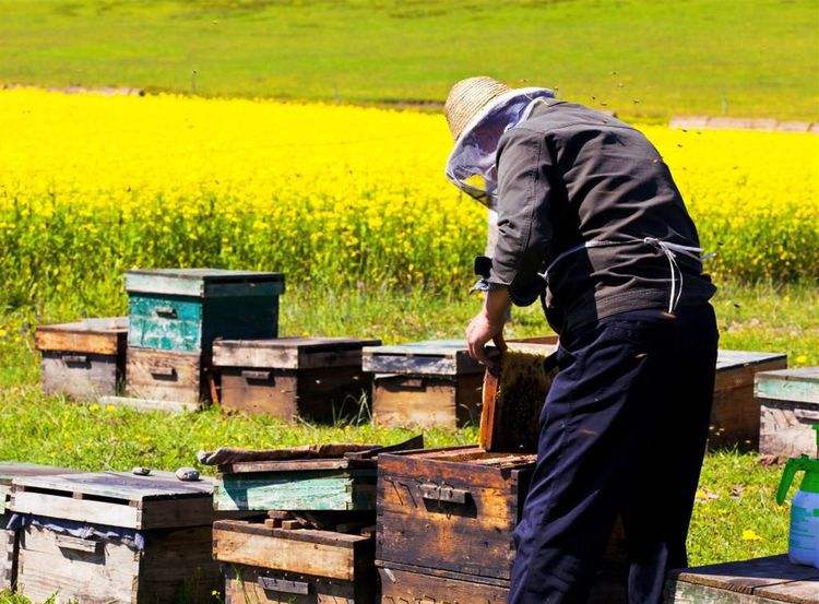 新手養(yǎng)蜂如何換王？