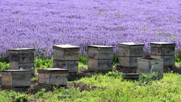 新手養(yǎng)蜂如何換王？